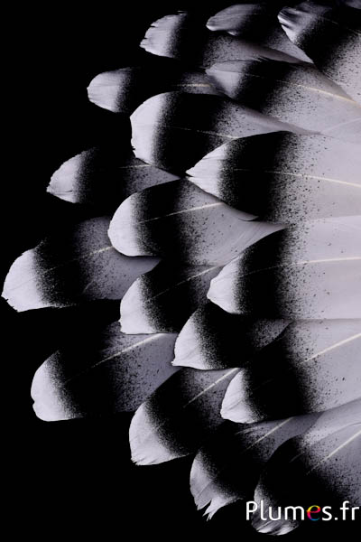 Oie pointe noire-argentée - 15-21 cm - blanc